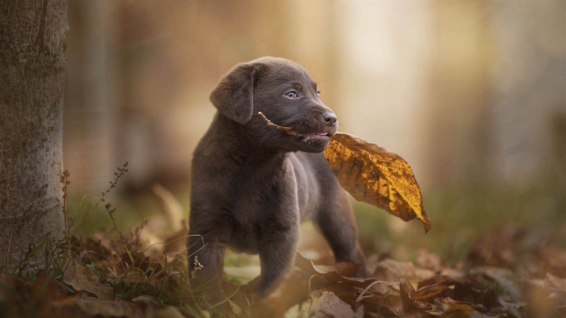 魔术队战术制胜，范弗利特末节独揽乾坤，一场经典对决的深度解析